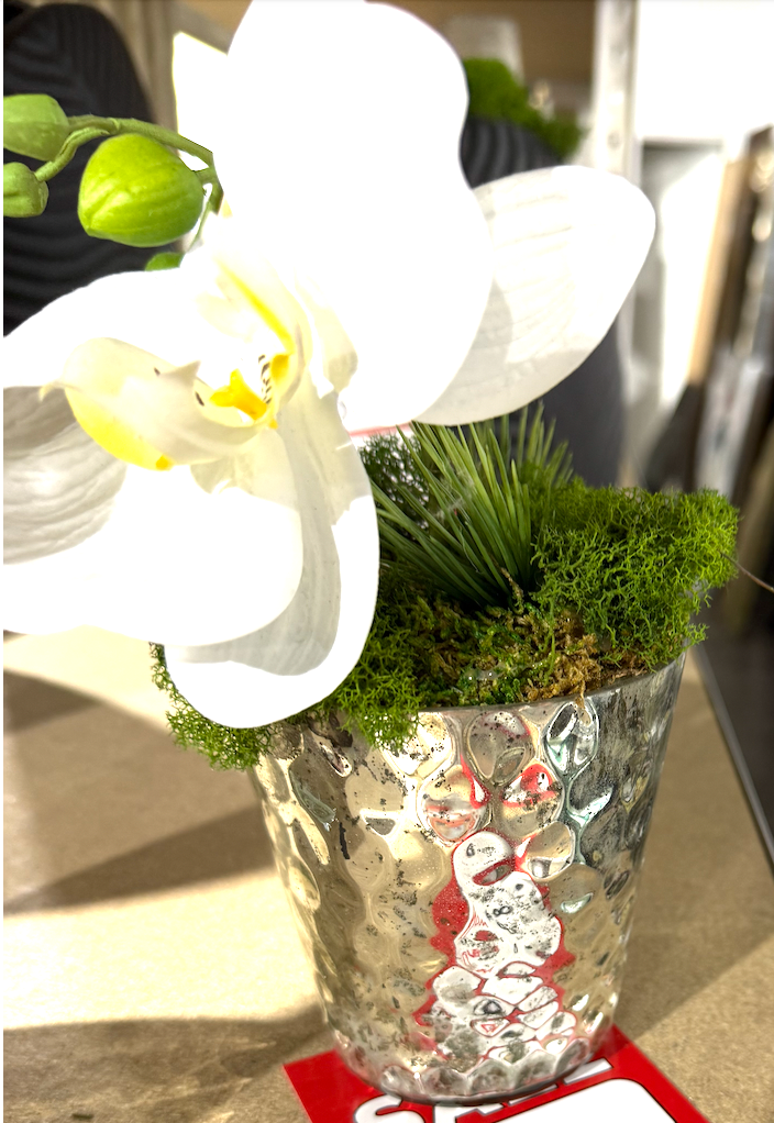 Small orchid Sale Floral