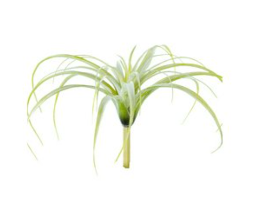 Small air plant